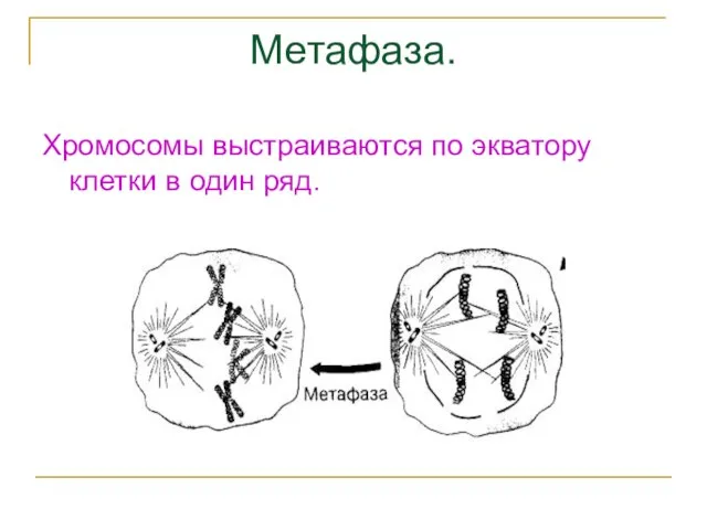 Метафаза. Хромосомы выстраиваются по экватору клетки в один ряд.