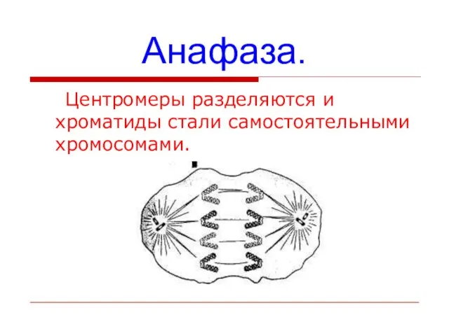 Анафаза. Центромеры разделяются и хроматиды стали самостоятельными хромосомами.