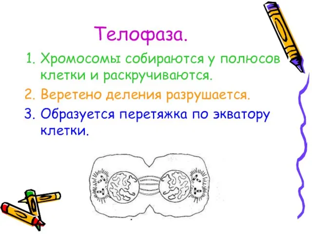 Телофаза. Хромосомы собираются у полюсов клетки и раскручиваются. Веретено деления разрушается. Образуется перетяжка по экватору клетки.