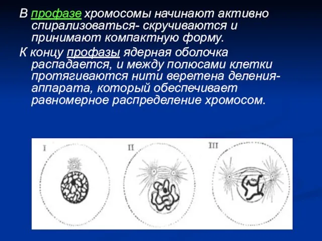 В профазе хромосомы начинают активно спирализоваться- скручиваются и принимают компактную форму.