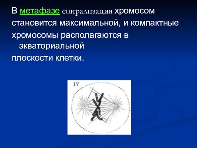 В метафазе спирализация хромосом становится максимальной, и компактные хромосомы располагаются в экваториальной плоскости клетки.