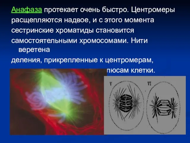 Анафаза протекает очень быстро. Центромеры расщепляются надвое, и с этого момента