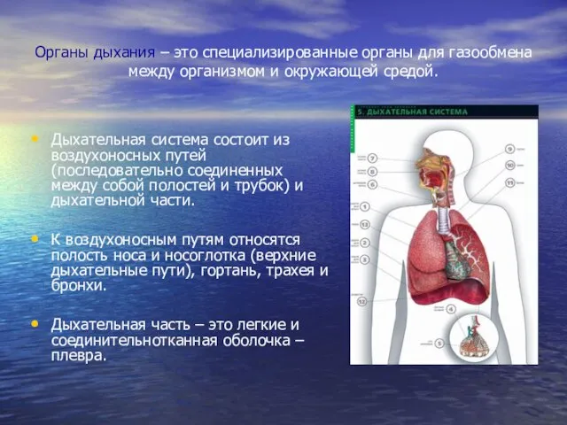 Органы дыхания – это специализированные органы для газообмена между организмом и