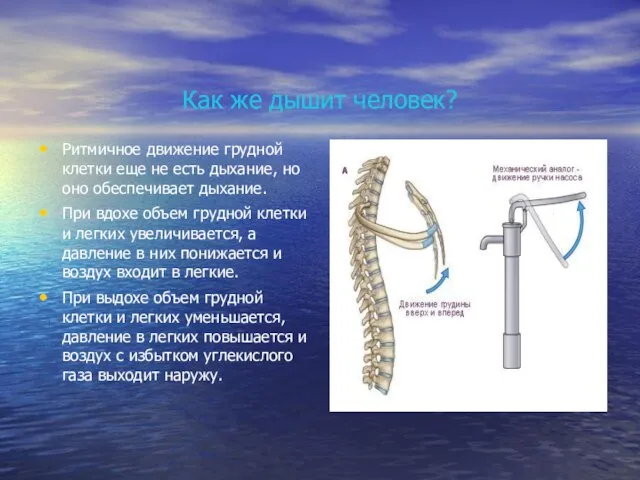 Как же дышит человек? Ритмичное движение грудной клетки еще не есть