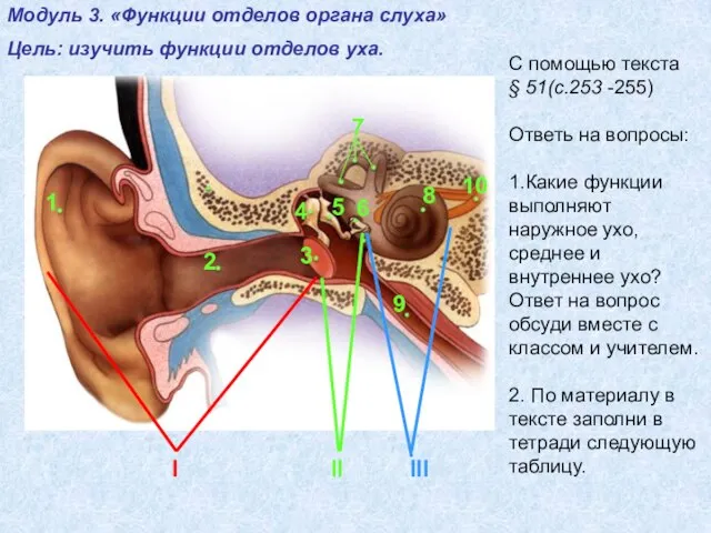 Модуль 2. «Строение уха» Цель: изучить строение уха. I II III