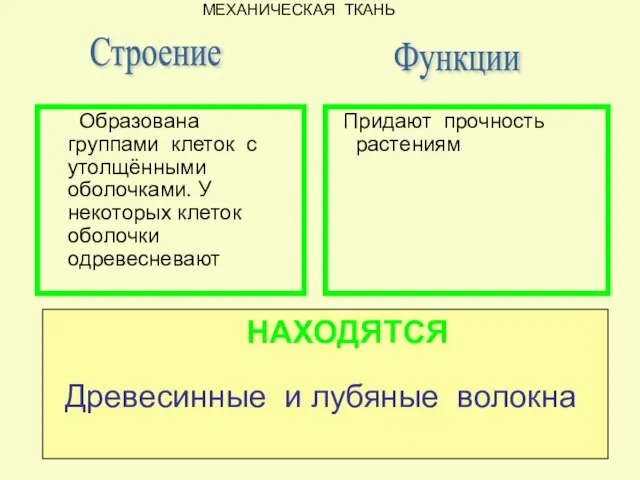 Придают прочность растениям Строение Образована группами клеток с утолщёнными оболочками. У