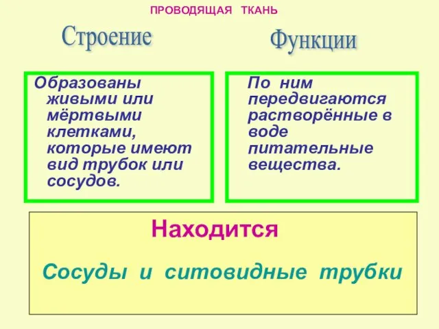 По ним передвигаются растворённые в воде питательные вещества. Строение Образованы живыми