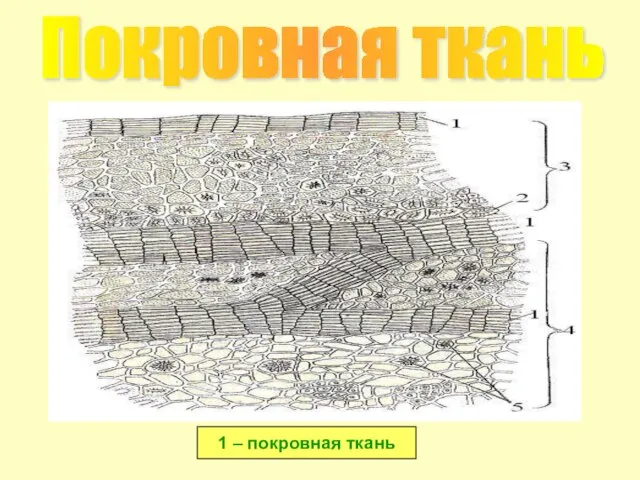 Покровная ткань 1 – покровная ткань