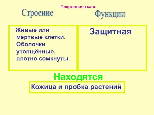 Защитная Строение Живые или мёртвые клетки. Оболочки утолщённые, плотно сомкнуты Функции