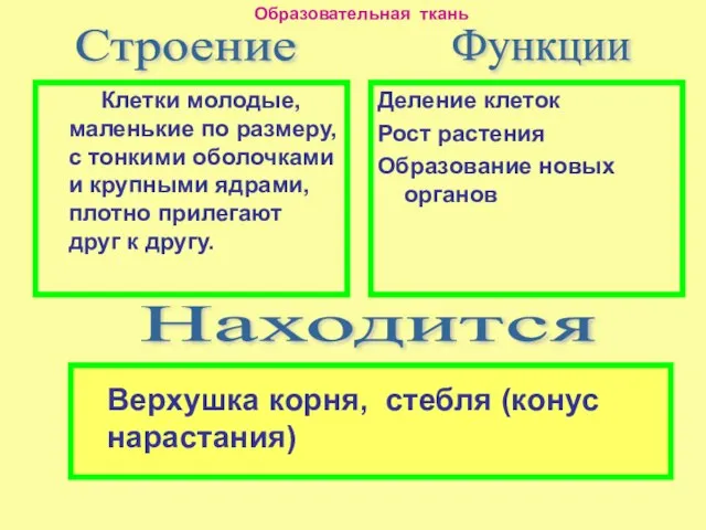 Клетки молодые, маленькие по размеру, с тонкими оболочками и крупными ядрами,