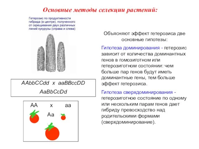 AAbbCCdd x aaBBccDD AaBbCcDd Объясняют эффект гетерозиса две основные гипотезы: Гипотеза