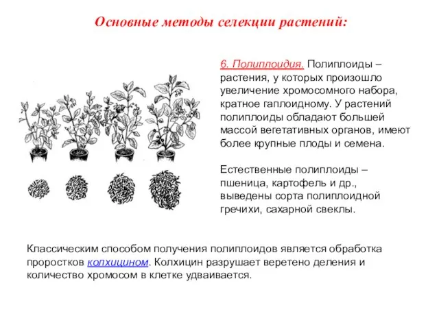 6. Полиплоидия. Полиплоиды – растения, у которых произошло увеличение хромосомного набора,