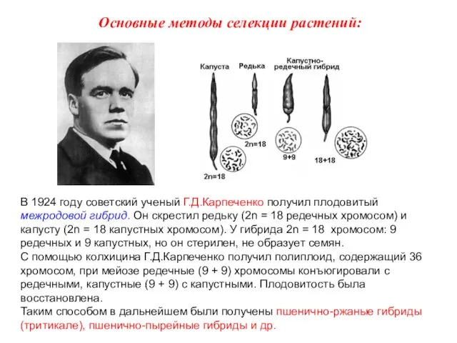 В 1924 году советский ученый Г.Д.Карпеченко получил плодовитый межродовой гибрид. Он
