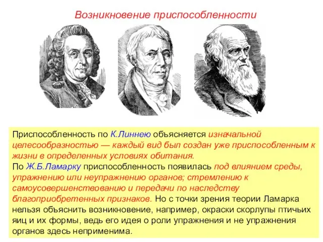 Приспособленность по К.Линнею объясняется изначальной целесообразностью — каждый вид был создан