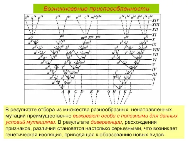 В результате отбора из множества разнообразных, ненаправленных мутаций преимущественно выживают особи