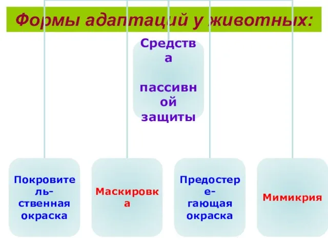 Формы адаптаций у животных: