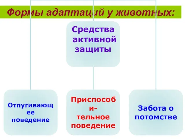 Формы адаптаций у животных: