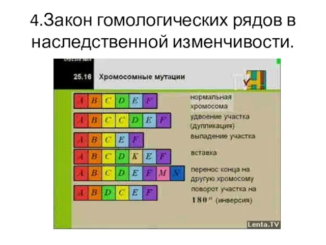 4.Закон гомологических рядов в наследственной изменчивости.