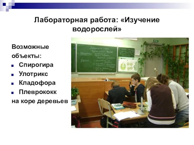 Лабораторная работа: «Изучение водорослей» Возможные объекты: Спирогира Улотрикс Кладофора Плеврококк на коре деревьев