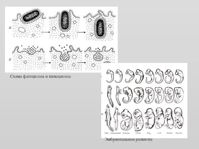 Схема фагоцитоза и пиноцитоза Эмбриональное развитие