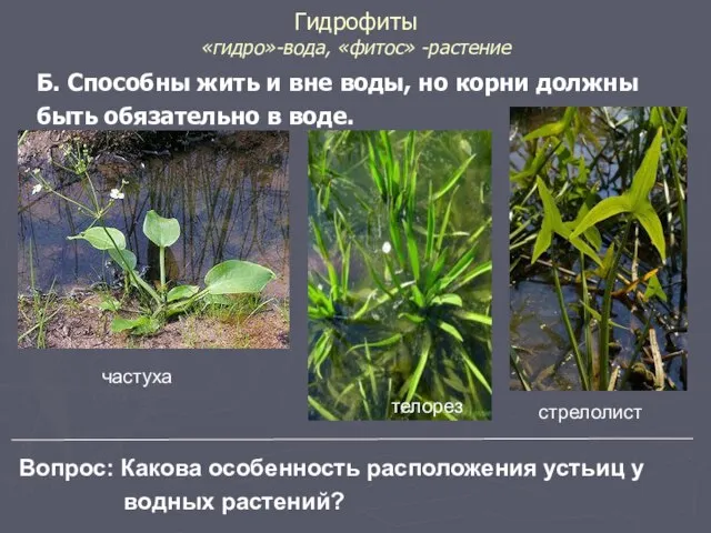 Гидрофиты «гидро»-вода, «фитос» -растение Б. Способны жить и вне воды, но
