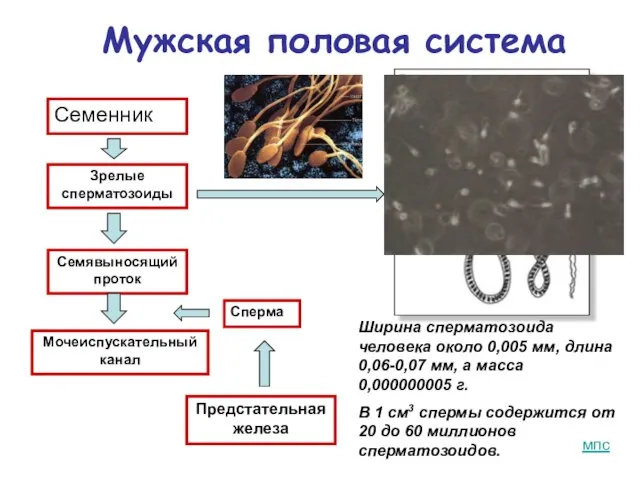 Мужская половая система Семенник Семявыносящий проток Сперма Предстательная железа Мочеиспускательный канал