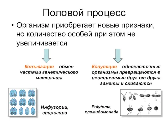 Половой процесс Организм приобретает новые признаки, но количество особей при этом