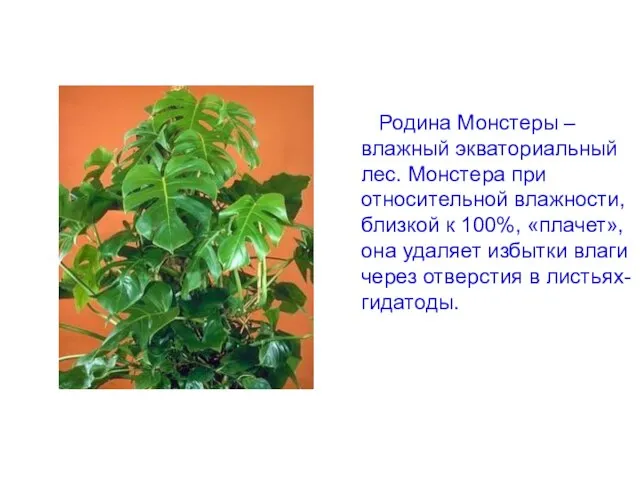 Родина Монстеры – влажный экваториальный лес. Монстера при относительной влажности, близкой