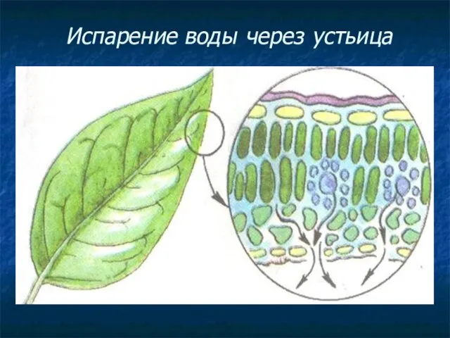 Испарение воды через устьица