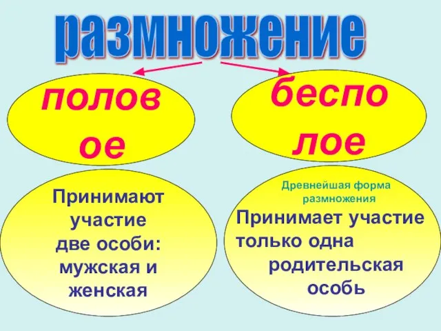 размножение половое бесполое Принимают участие две особи: мужская и женская Древнейшая