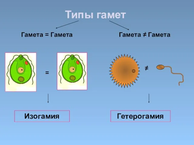 Изогамия Гетерогамия Гамета = Гамета Гамета ≠ Гамета = ≠ Типы гамет