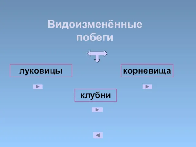 луковицы корневища клубни Видоизменённые побеги