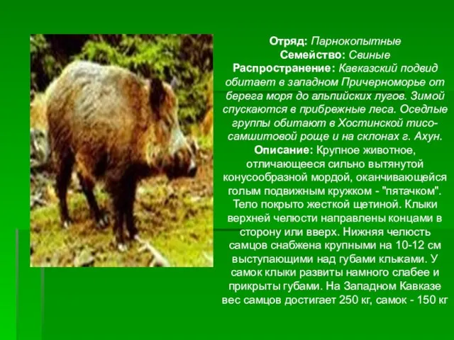 Отряд: Парнокопытные Семейство: Свиные Распространение: Кавказский подвид обитает в западном Причерноморье