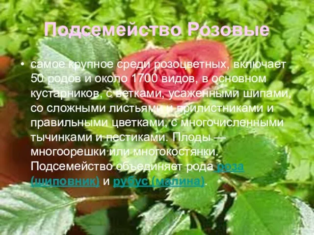 Подсемейство Розовые самое крупное среди розоцветных, включает 50 родов и около