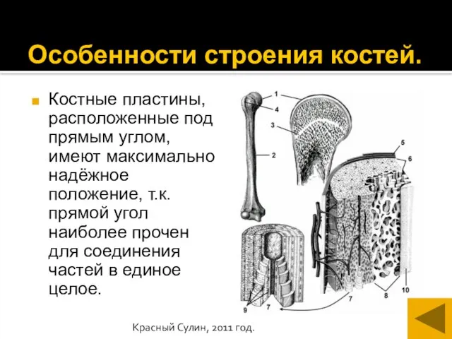 Красный Сулин, 2011 год. Особенности строения костей. Костные пластины, расположенные под