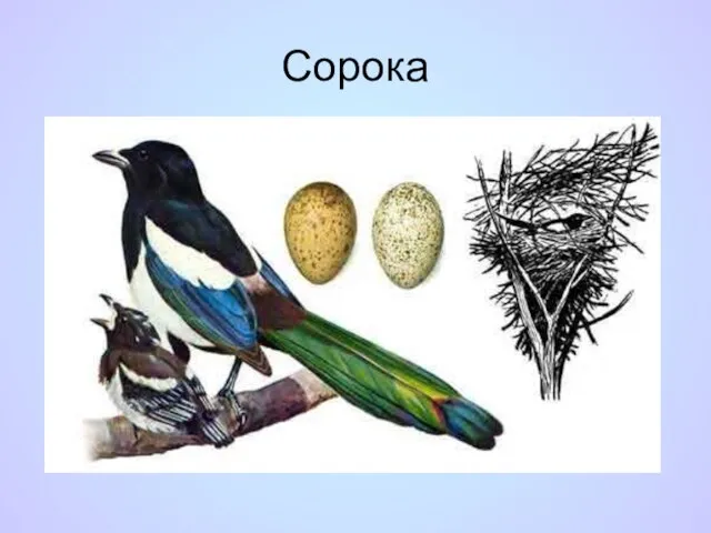 Сорока