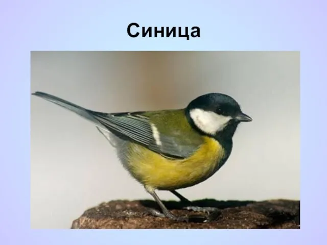 Синица