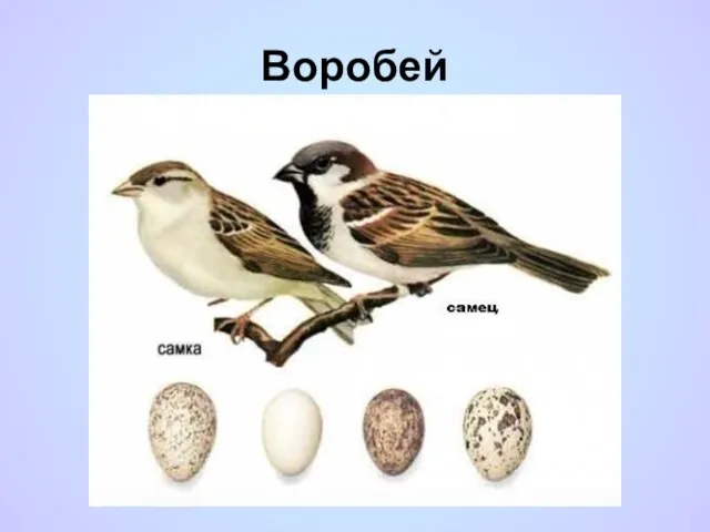 Воробей