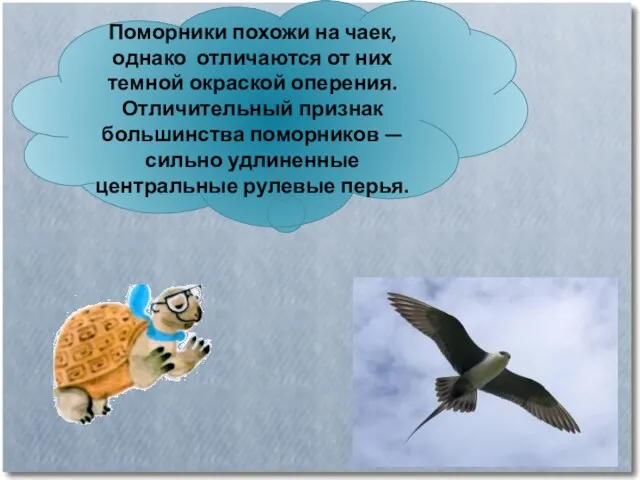 Поморники похожи на чаек, однако отличаются от них темной окраской оперения.