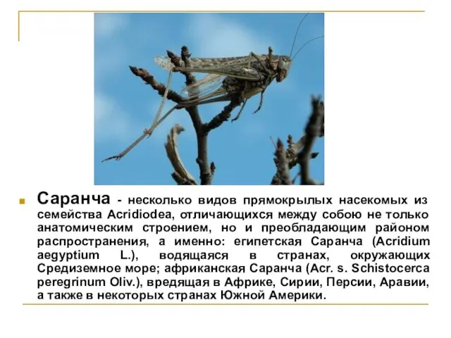 Саранча - несколько видов прямокрылых насекомых из семейства Acridiodea, отличающихся между