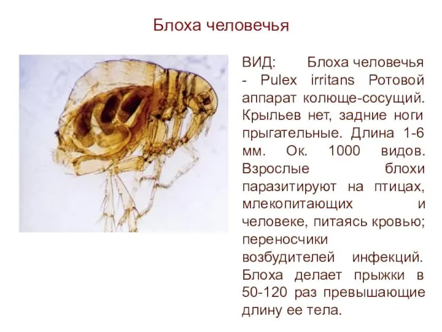 Блоха человечья ВИД: Блоха человечья - Pulex irritans Ротовой аппарат колюще-сосущий.