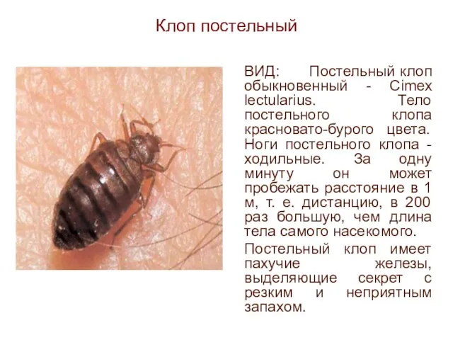 Клоп постельный ВИД: Постельный клоп обыкновенный - Cimex lectularius. Тело постельного