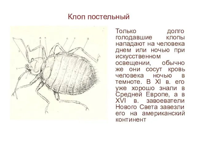 Клоп постельный Только долго голодавшие клопы нападают на человека днем или