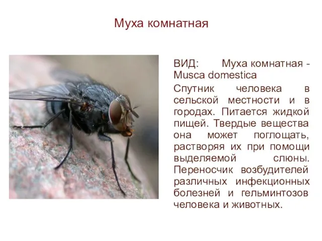 Муха комнатная ВИД: Муха комнатная - Musca domestica Спутник человека в