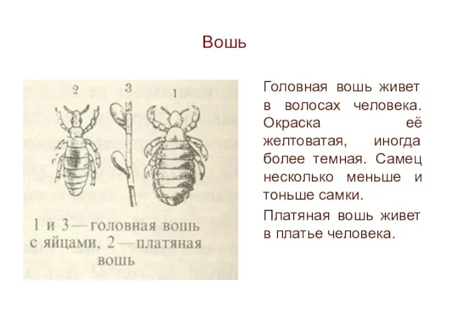 Вошь Головная вошь живет в волосах человека. Окраска её желтоватая, иногда