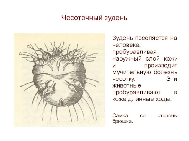 Чесоточный зудень Зудень поселяется на человеке, пробуравливая наружный слой кожи и