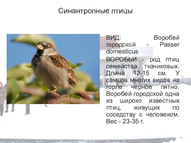 Синантропные птицы ВИД: Воробей городской - Passer domesticus ВОРОБЬИ - род