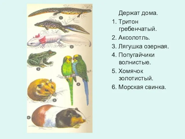 Держат дома. 1. Тритон гребенчатый. 2. Аксолотль. 3. Лягушка озерная. 4.