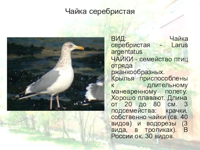 Чайка серебристая ВИД: Чайка серебристая - Larus argentatus ЧАЙКИ - семейство