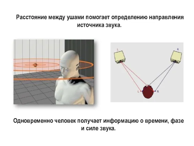 Расстояние между ушами помогает определению направления источника звука. Одновременно человек получает